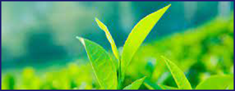 EGCG — key ingredient in Ikaria Lean Belly Juice