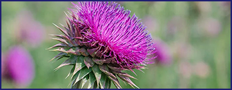 Milk Thistle — key ingredient in Ikaria Lean Belly Juice