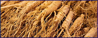 Panax Ginseng — key ingredient in Ikaria Lean Belly Juice