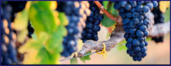 Resveratrol — key ingredient in Ikaria Lean Belly Juice