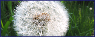Taraxacum — key ingredient in Ikaria Lean Belly Juice