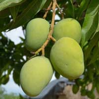 African Mango — key ingredient in Sugar Defender
