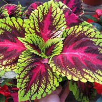 Coleus — key ingredient in Sugar Defender