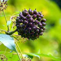 Eleuthero — key ingredient in Sugar Defender