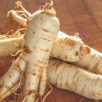 Ginseng — key ingredient in Sugar Defender