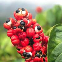 Guarana — key ingredient in Sugar Defender