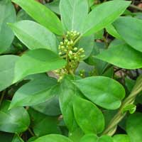 Gymnema — key ingredient in Sugar Defender