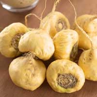Maca Root — key ingredient in Sugar Defender